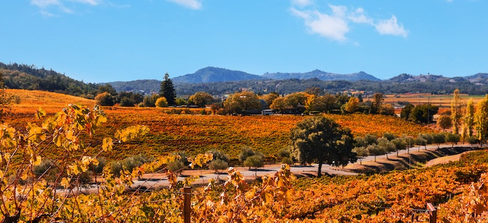Vineyards in Sonoma county, California.