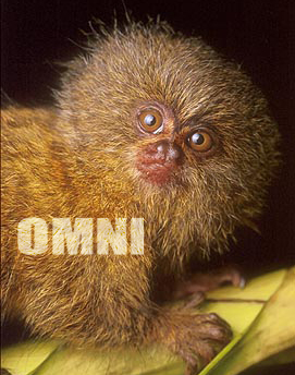 marmoset.jpg